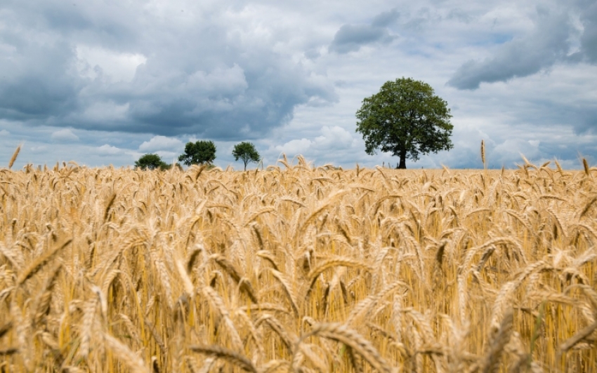 Orbán Viktor: megvédjük a gazdákat az ukrán gabonadömping káros hatásaitól