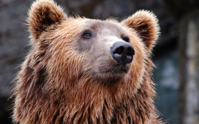 Emberre támadt a medve Szovátán, egyre több a bejelentés a nagyvadak jelenléte miatt