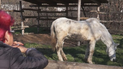 Lesoványodott lovat mentettek a megyei állatvédők